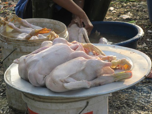 Bất chấp dịch cúm độc, vẫn bán, giết mổ gia cầm lưu động
