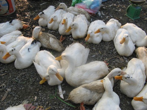 Bất chấp dịch cúm độc, vẫn bán, giết mổ gia cầm lưu động