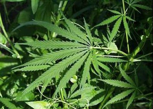 Bắt quả tang vụ vận chuyển hơn 6 kg cần sa