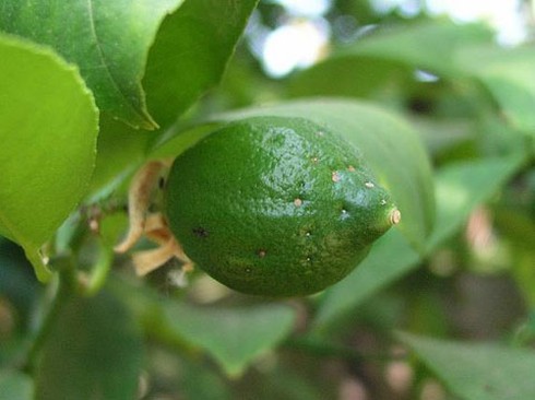 Đánh bay vết nám bằng mặt nạ nghệ