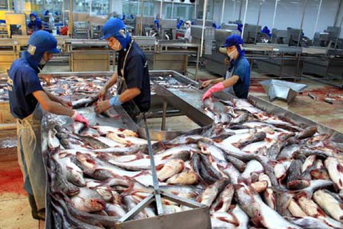 Cá tra kiệt sức vì 9000 tỷ cứu trợ `hứa`