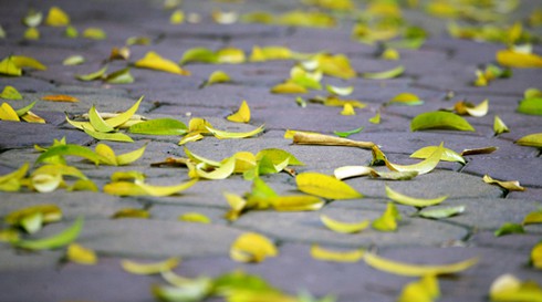 Hà Nội bắt đầu mùa lá rụng