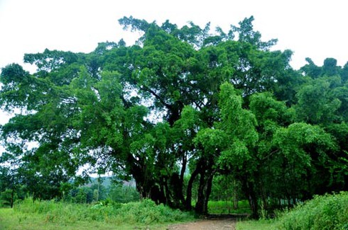 Huyền thoại về 'cổ lão thần mộc' gần nghìn năm tuổi