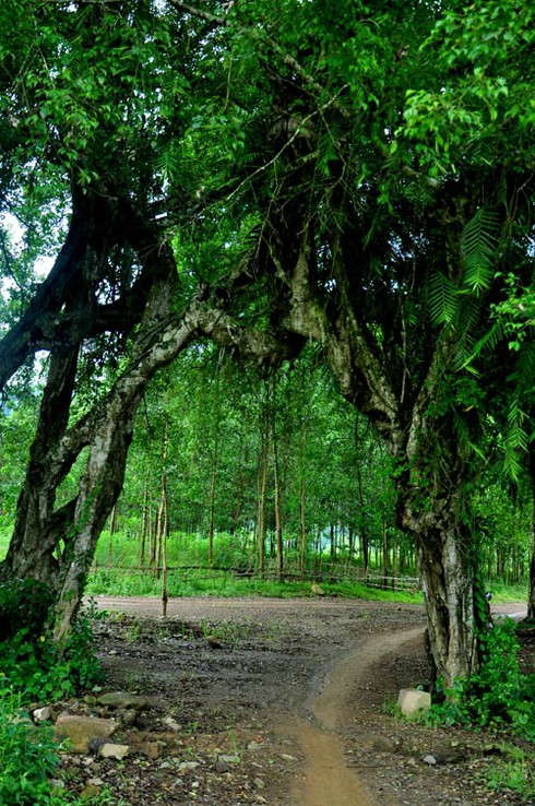 Huyền thoại về 'cổ lão thần mộc' gần nghìn năm tuổi