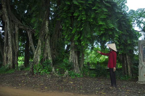 Huyền thoại về 'cổ lão thần mộc' gần nghìn năm tuổi