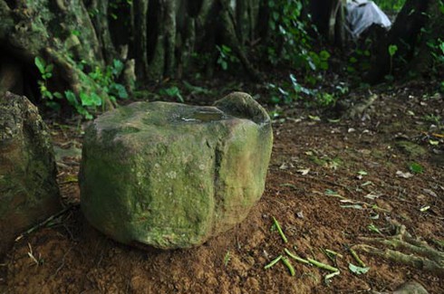 Huyền thoại về 'cổ lão thần mộc' gần nghìn năm tuổi