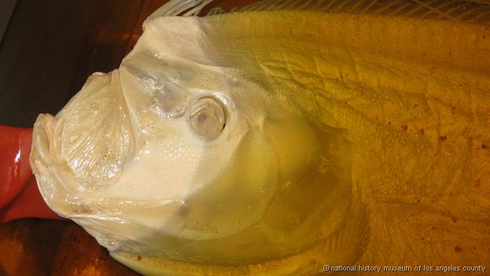 Hé lộ bí mật về loài thủy quái cá rắn khổng lồ - ảnh 2