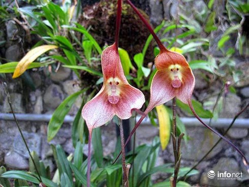 30 loài hoa
