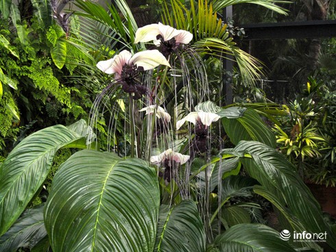 30 loài hoa