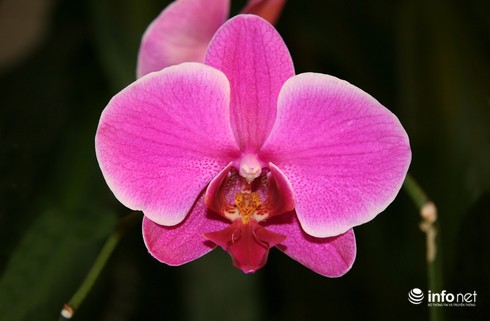 30 loài hoa