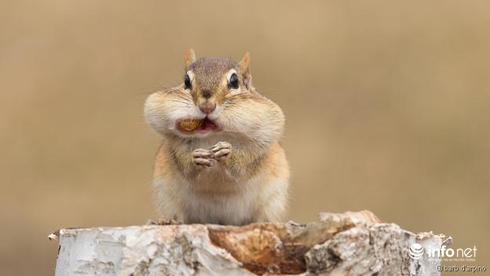 Những con vật nhìn là thấy