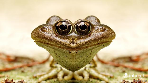 Những con vật nhìn là thấy