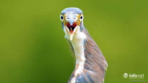 Những con vật nhìn là thấy