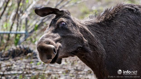 Những con vật nhìn là thấy
