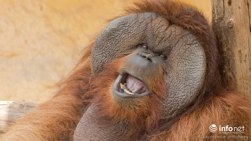 Những con vật nhìn là thấy