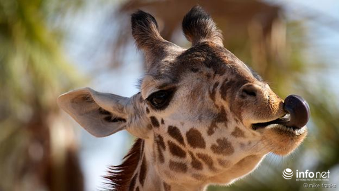 Những con vật nhìn là thấy