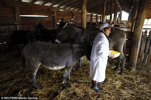 Loại pho mát đắt nhất hành tinh - ảnh 5