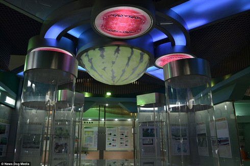 Bảo tàng dành riêng cho dưa hấu có một không hai trên thế giới - ảnh 1