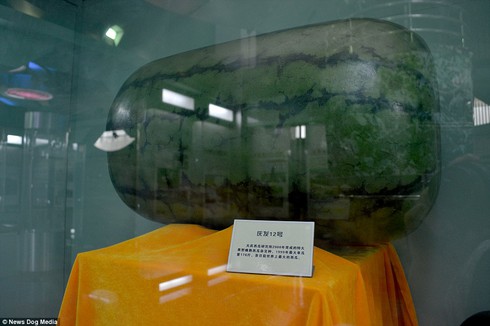 Bảo tàng dành riêng cho dưa hấu có một không hai trên thế giới - ảnh 5