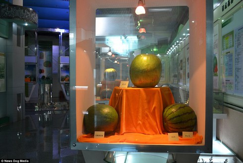 Bảo tàng dành riêng cho dưa hấu có một không hai trên thế giới - ảnh 2