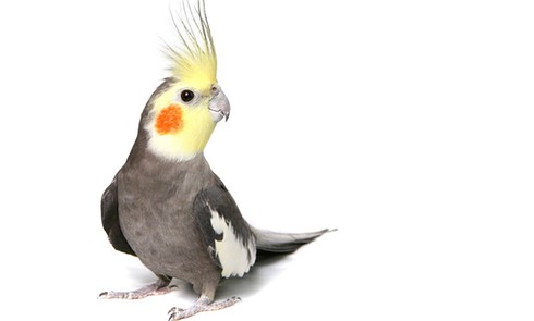 Triệu phú Mỹ để lại tài sản kếch xù cho vẹt cưng - ảnh 1