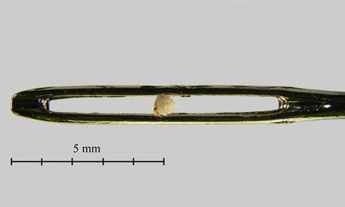 Cận cảnh ốc sên siêu nhỏ, chui lọt lỗ kim khâu - ảnh 1