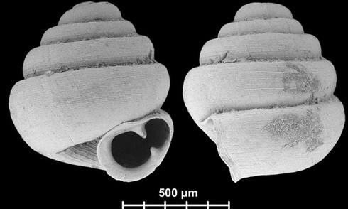 Cận cảnh ốc sên siêu nhỏ, chui lọt lỗ kim khâu - ảnh 2
