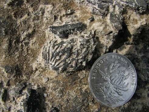 Phát hiện hóa thạch hột đào 2,5 triệu năm ở Trung Quốc - ảnh 1