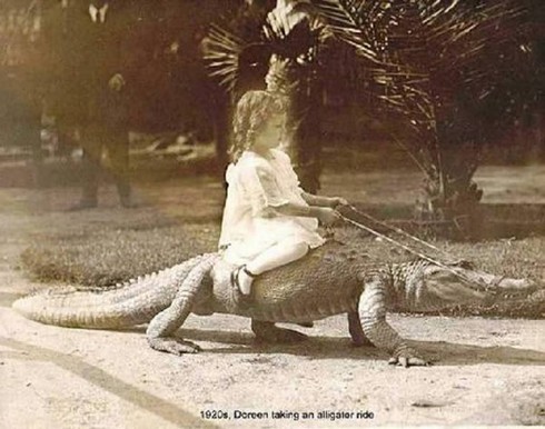 Cưỡi gấu, hà mã, sư tử... có cảm giác thế nào? - ảnh 4