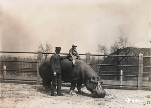 Cưỡi gấu, hà mã, sư tử... có cảm giác thế nào? - ảnh 1