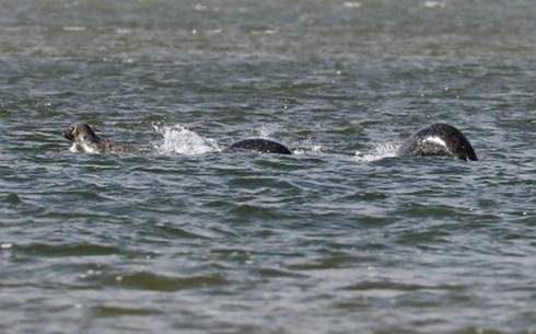 Lần đầu tiên quái vật hồ Loch Ness lộ diện rõ nét? - ảnh 1