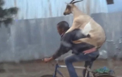 Video lạ lùng: Người cõng dê đạp xe dạo phố - ảnh 1