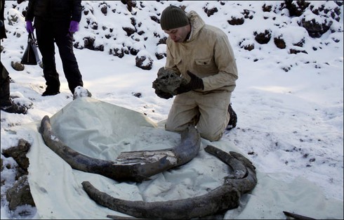 Tình cờ phát hiện ngà voi ma mút khổng lồ 10.000 năm tuổi - ảnh 1