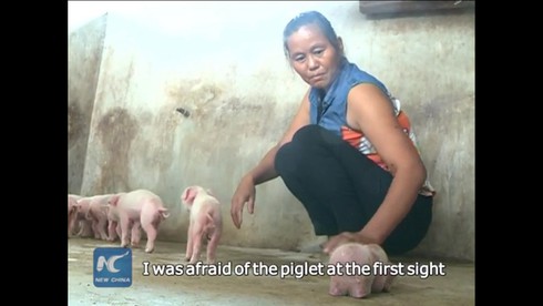 Kỳ lạ: Lợn hai mõm, ba mắt ở Trung Quốc - ảnh 2