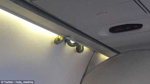 Kinh hãi thấy rắn chui ra từ khoang để đồ trên máy bay - ảnh 1
