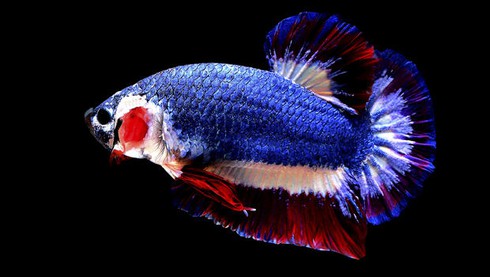 Cá chọi màu cờ Thái Lan được bán giá nghìn đô - ảnh 1
