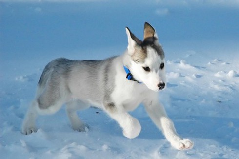 10 giống chó đắt nhất hành tinh - ảnh 6