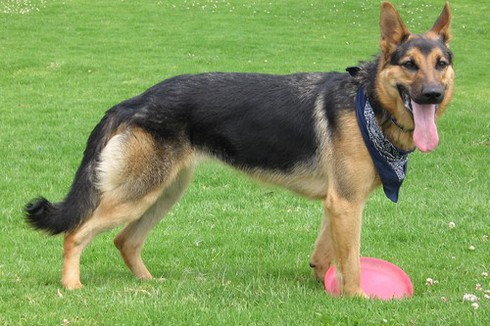 10 giống chó đắt nhất hành tinh - ảnh 7