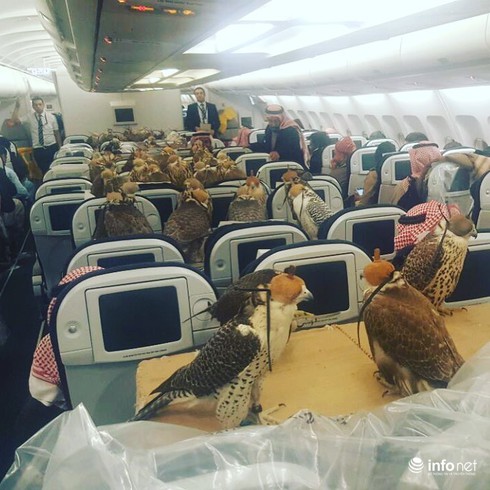 Hoàng tử Saudi mua vé hạng thương gia cho hàng chục chú chim ưng - ảnh 1