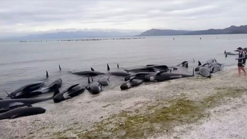 Hơn 300 cá voi nằm chết la liệt trên bờ biển New Zealand - ảnh 1
