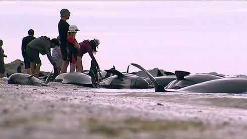 Hơn 300 cá voi nằm chết la liệt trên bờ biển New Zealand - ảnh 2