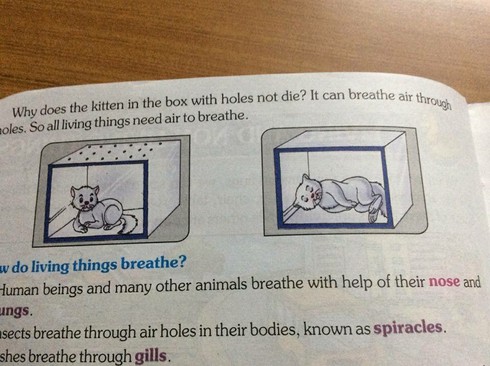 Thí nghiệm giết mèo trong sách giáo khoa Ấn Độ gây tranh cãi - ảnh 2