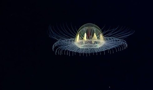 Phát hiện sinh vật kỳ lạ hình đĩa bay dưới đáy đại dương - ảnh 1