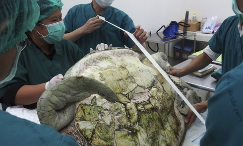 Rùa biển suýt chết vì nuốt trúng 915 đồng xu - ảnh 1