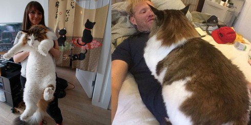 Gặp mèo khổng lồ nặng 13 kg dài 1,2 mét - ảnh 1