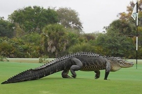 Video cá sấu khổng lồ nghênh ngang đi lại trong sân golf - ảnh 1