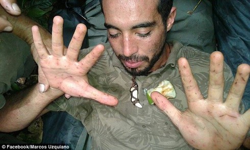 Đàn khỉ cứu người bị lạc trong rừng rậm Amazon - ảnh 1