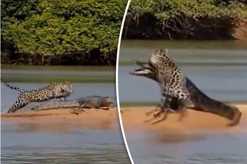 Xem video báo đốm hạ gục cá sấu bằng đòn chí mạng - ảnh 1
