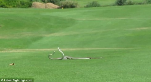 Xem video cặp rắn độc tử chiến giành bạn tình - ảnh 1