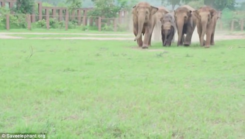 Xem clip xúc động đàn voi chào đón chú voi con mồ côi - ảnh 1